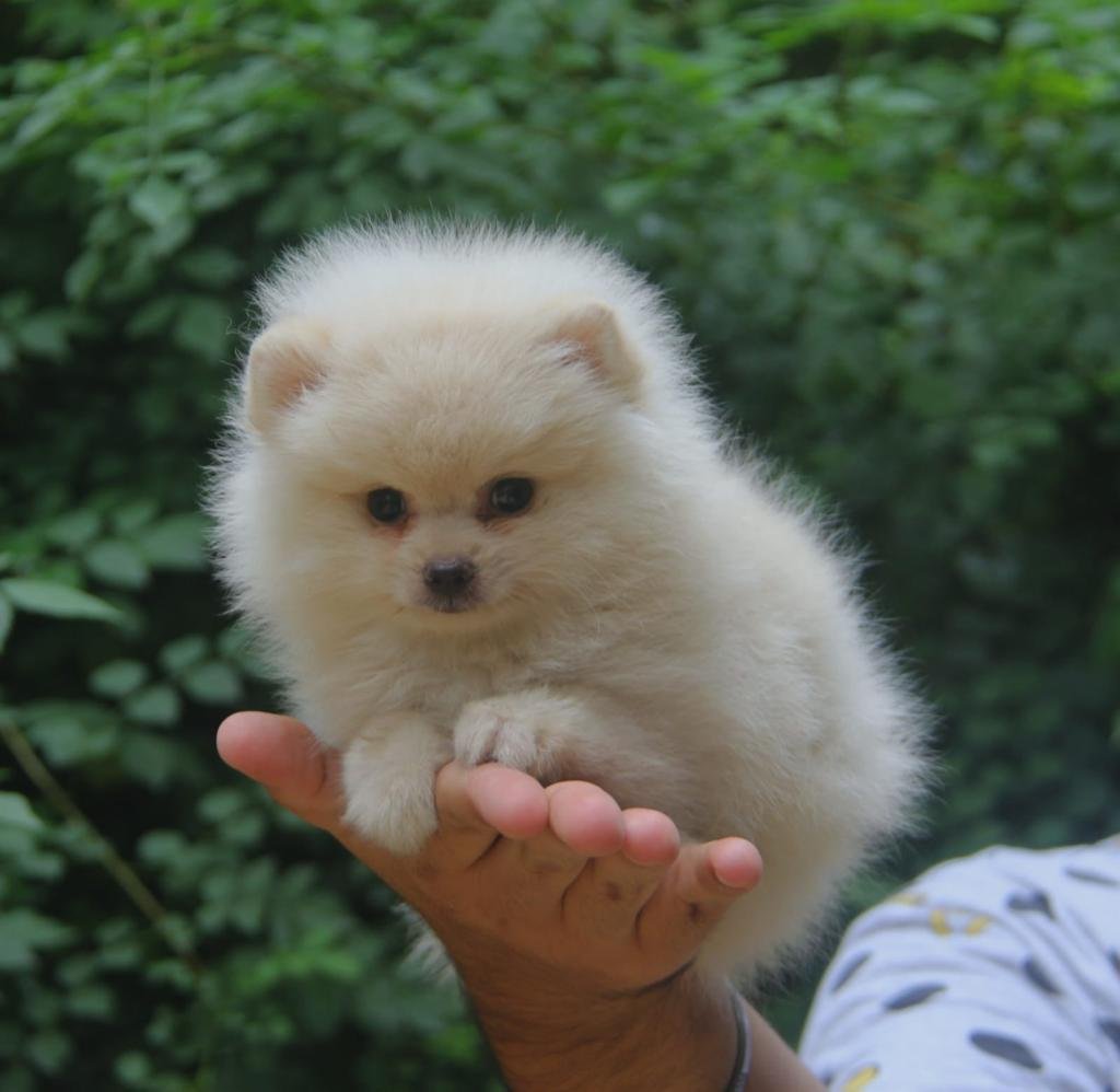 Purchase KCI Registered Toy Pomeranian Puppy from Vizag